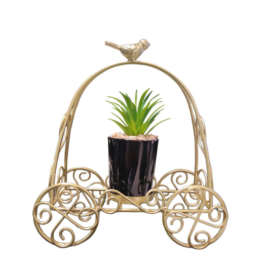 Golden Cycle Plant 1 Pcs - Lahore Basket